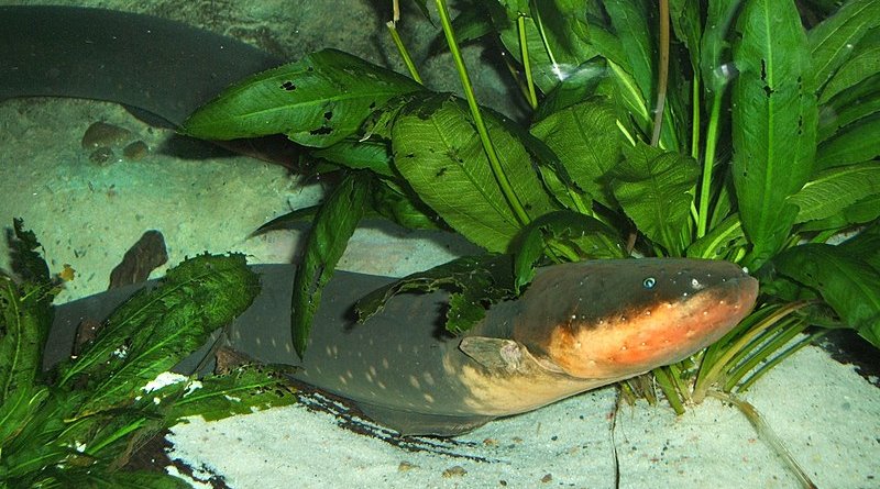 Electric eel. Photo Credit: Steven G. Johnson, Wikipedia Commons