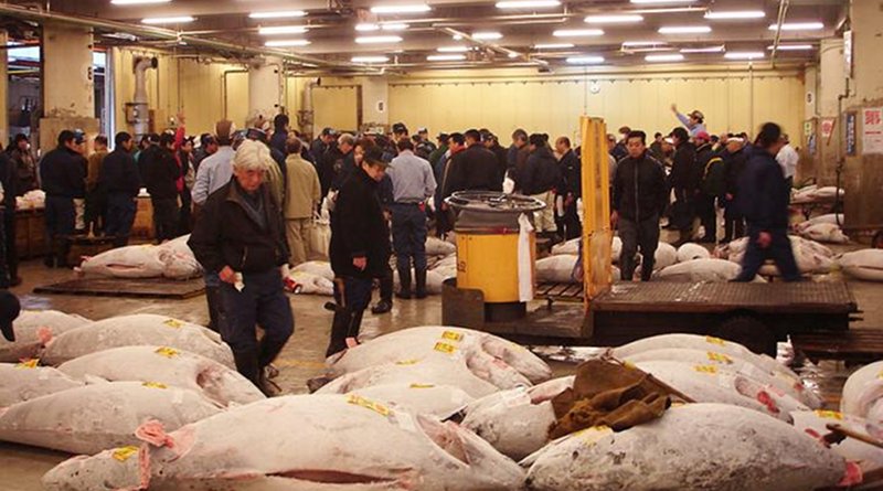 Tuna at the Tsukiji fish market in Japan Credit Photo by Humanoid one, Wikimedia Commons.