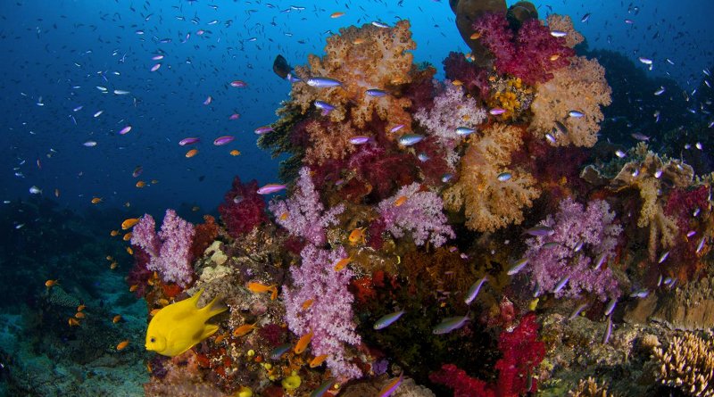 At a lively reef where fishing is banned, corals thrive, and fish eat seaweed that would otherwise vastly outcompete and endanger the corals. Fisheries regulations appear to protect reefs and may buy some insurance against mass coral death in ocean warming events. But even protected reefs die off if their waters get too hot too long. Credit Georgia Tech / Hay lab