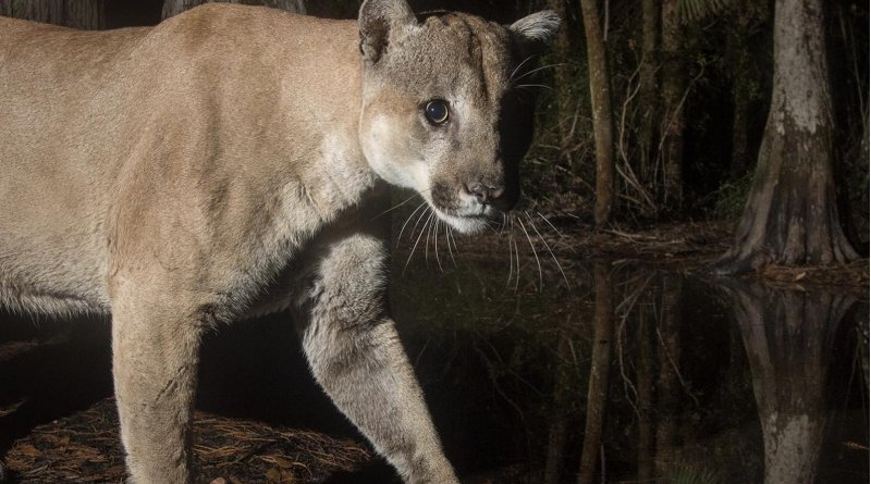 Scientists have pieced together the first complete picture of the Florida panther genome -- work that could serve to protect that endangered population and other endangered species going forward. Credit Photo courtesy of Carlton Ward Jr. @carltonward