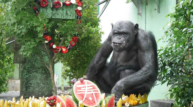 Lennon, a 49-year-old male at Kyoto University's Kumamoto Sanctuary celebrating Japan's respect for the aged day. Credit Kyoto University