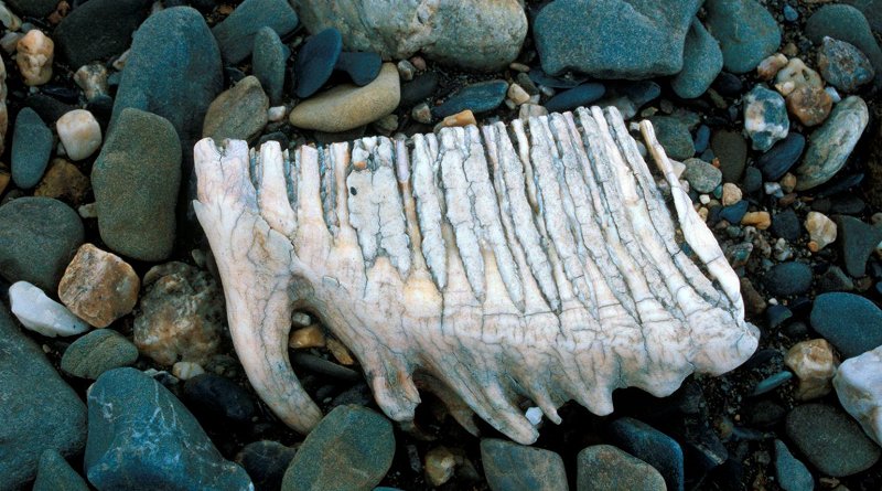 This is a mammoth tooth on the riverbank on Wrangel Island. Credit Juha Karhu