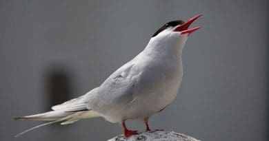 An Arctic tern bird