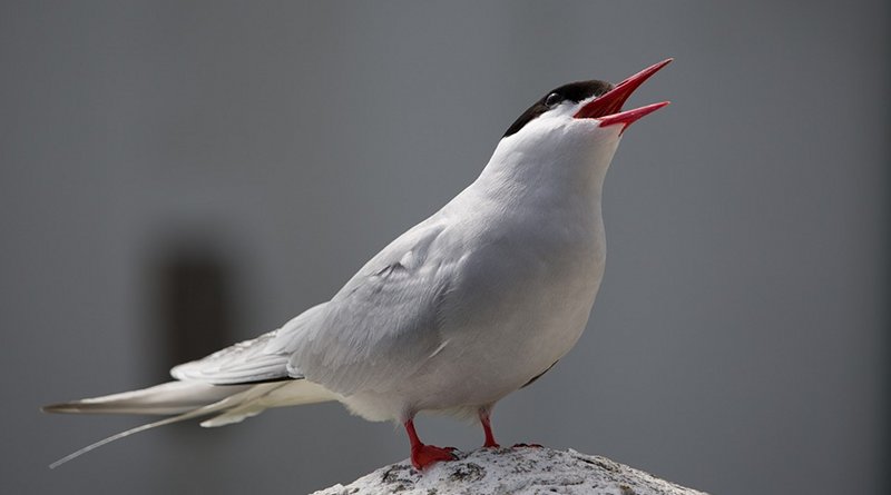An Arctic tern bird