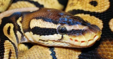 snake python