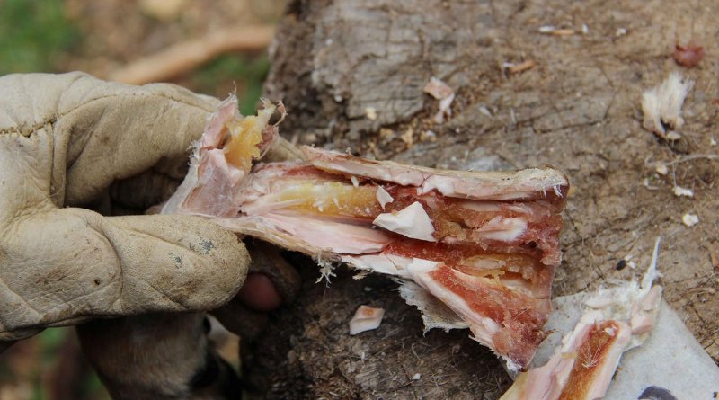 This is marrow inside a metapodial bone after six weeks of storage. Credit Dr. Ruth Blasco/AFTAU