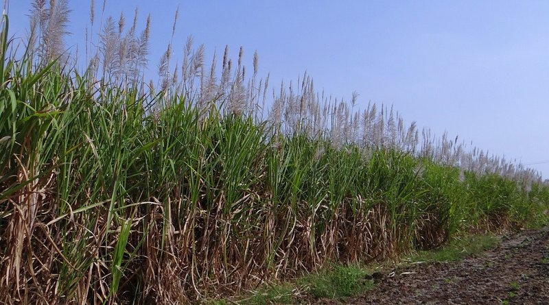 sugarcane