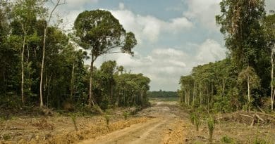 Road for oil palm plantations in West Kalimantan, Indonesia. Credit Rainforest Action Network