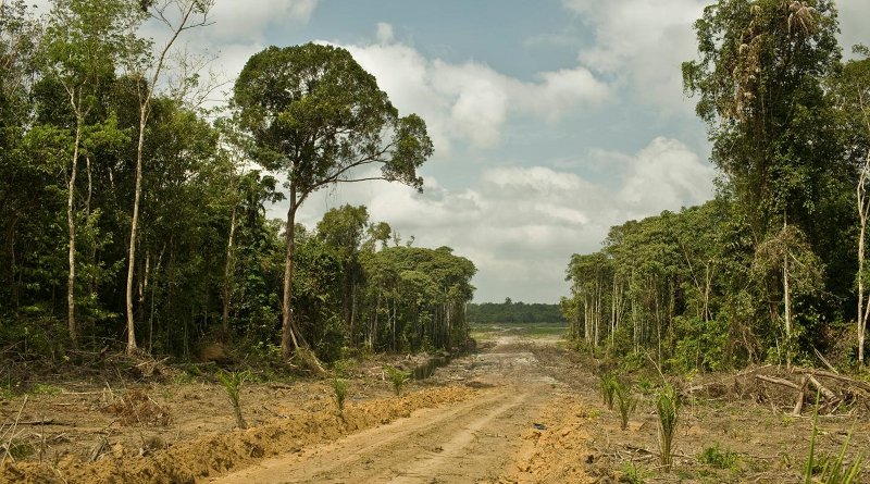 Road for oil palm plantations in West Kalimantan, Indonesia. Credit Rainforest Action Network