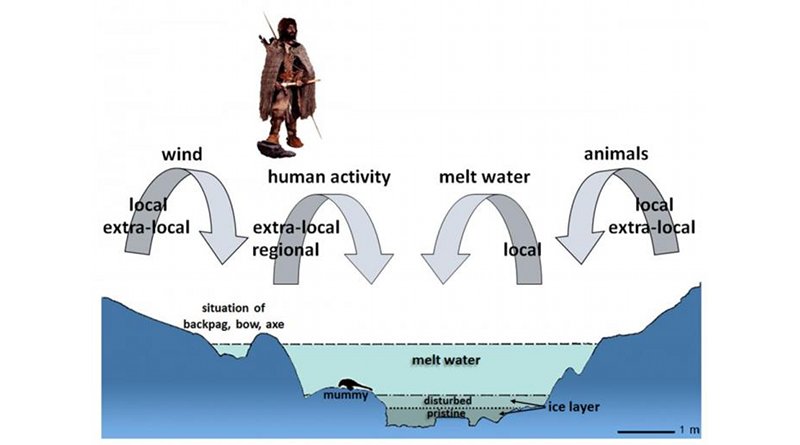 Taphonomic processes. These led to the deposition of flowering plant remains at the Ötzi discovery site according to Heiss and Oeggl. Credit: Dickson et al, 2019
