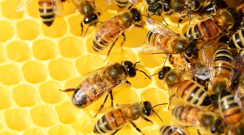 honey bees beehive