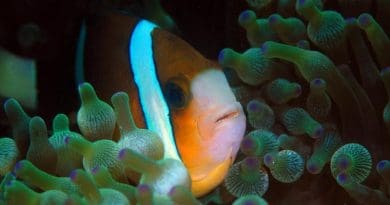 Finding Nemo’s Cousins Great Barrier Reef anemonefish can see UV light and may use this to find anemones and other anemonefish. Credit Prof Justin Marshall, University of Queensland