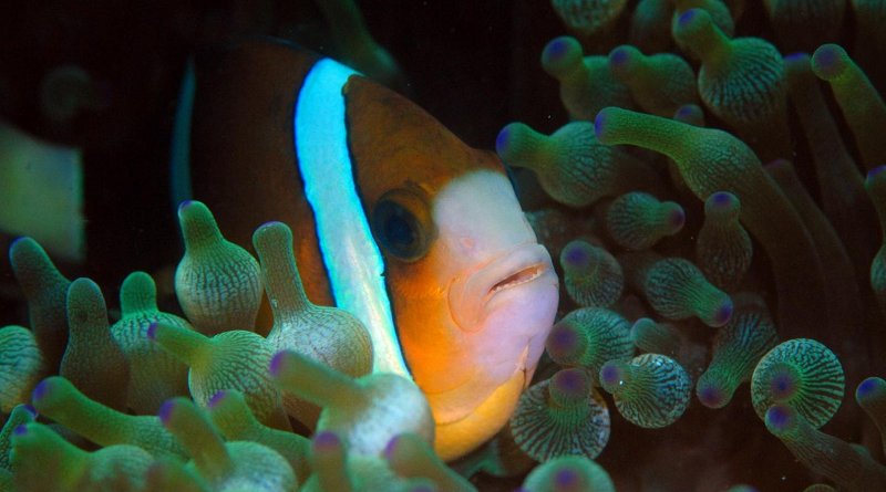 Great Barrier Reef anemonefish can see UV light and may use this to find anemones and other anemonefish. Credit Prof Justin Marshall, University of Queensland
