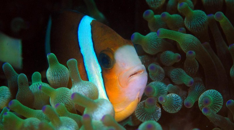 Great Barrier Reef anemonefish can see UV light and may use this to find anemones and other anemonefish. Credit Prof Justin Marshall, University of Queensland