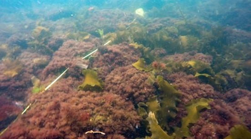 The abundance of this type of turf seaweed could likely impact species habitats and the structure of the food web. CREDIT Jennifer Dijkstra/UNH