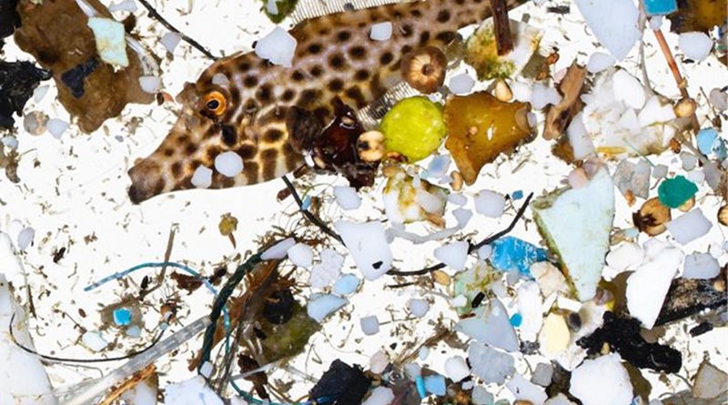 A scribbled filefish in a sea of plastics sampled in surface slicks off Hawai'i Island. Credit Photograph courtesy of David Liittschwager