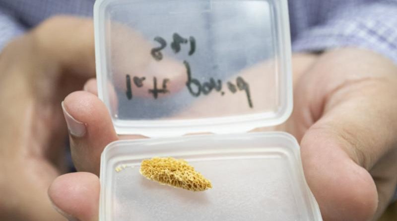 Ahmed Elnewishy, an associate professor at Cairo University, holds a femur bone sample from mummified human remains that was studied at Berkeley Lab's Advanced Light Source synchrotron. Elneshy and Cairo University postdoctoral researcher Mohamed Kasem studied dozens of ancient Egyptian bone samples and some soil samples during a two-month visit made possible by a grant-supported program called LAAAMP. CREDIT Marilyn Sargent/Berkeley Lab