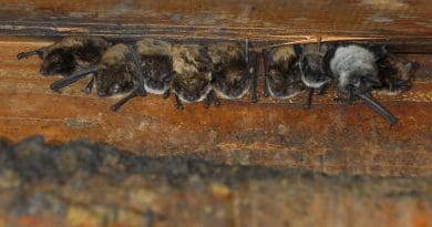 Pregnant little brown bats huddle together in "maternity colonies" to conserve warmth, as they are unable to regulate their body temperature. CREDIT Photo courtesy of NPS.