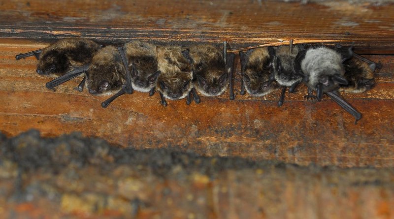 Pregnant little brown bats huddle together in "maternity colonies" to conserve warmth, as they are unable to regulate their body temperature. CREDIT Photo courtesy of NPS.