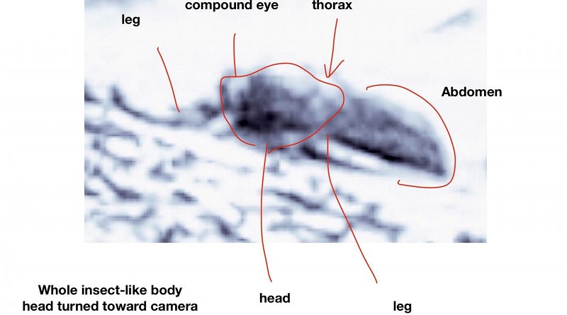 A specimen whose head appears to have turned in the direction of the camera. Based on the scale provided in the photo from which this was extracted, this individual is estimated to be approximately 20 inches long. CREDIT Analysis by Dr. William Romoser