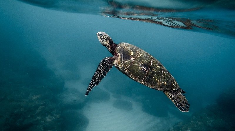 sea turtle ocean