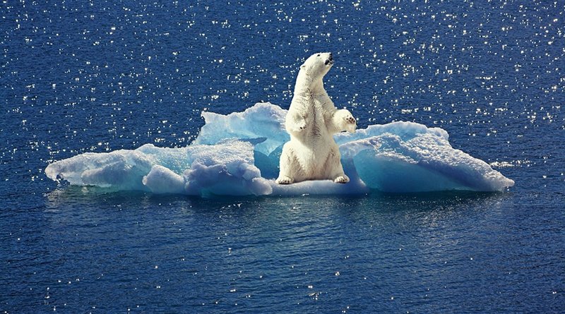 polar bear arctic climate change