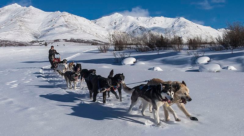 A sled dog team. Photo Credit: Denali National Park and Preserve - Corrie Mile 9 Landscape - Jacob W. Frank, Wikipedia Commons