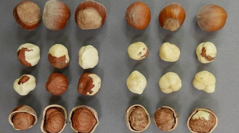 Nuts, blanched kernels, and raw kernels of 'Barcelona' (left) and 'PollyO' (right) hazelnuts. Credit Shawn Mehlenbacher
