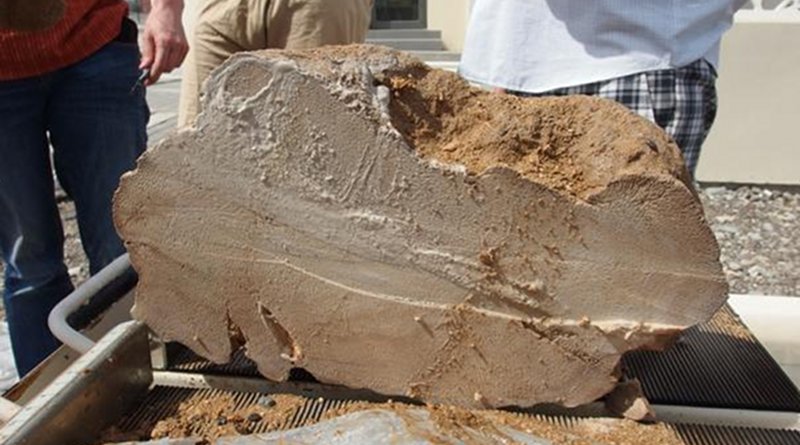 This is a 4,100-year-old Oman coral fossil. CREDIT Hokkaido University