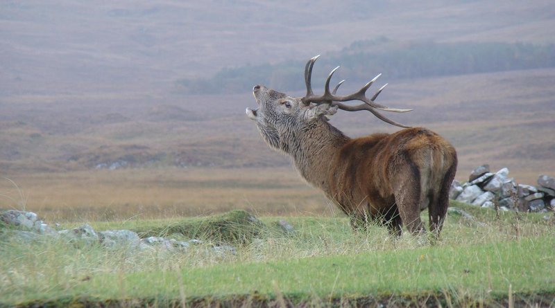 Red deer stag on the Isle of Rum, Scotland CREDIT Martyn Baker