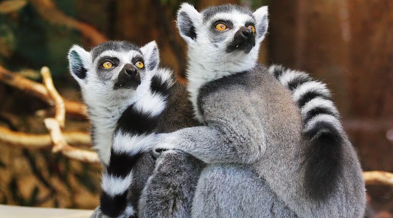 lemurs