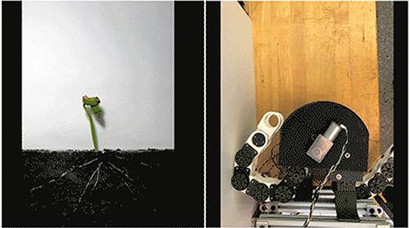 The new "growing robot" can be programmed to grow, or extend, in different directions, based on the sequence of chain units that are locked and fed out from the "growing tip," or gearbox. CREDIT Image courtesy of Harry Asada, Tongxi Yan, Emily Kamienski and Seiichi Teshigawara