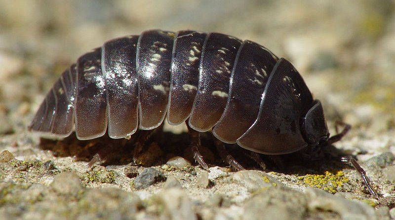 A woodlouse. Photo Credit: Franco Folini, Wikipedia Commons