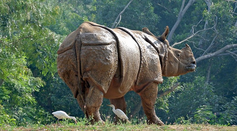 rhino