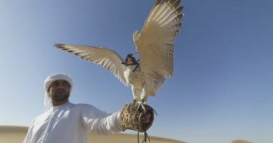 falcon bird desert