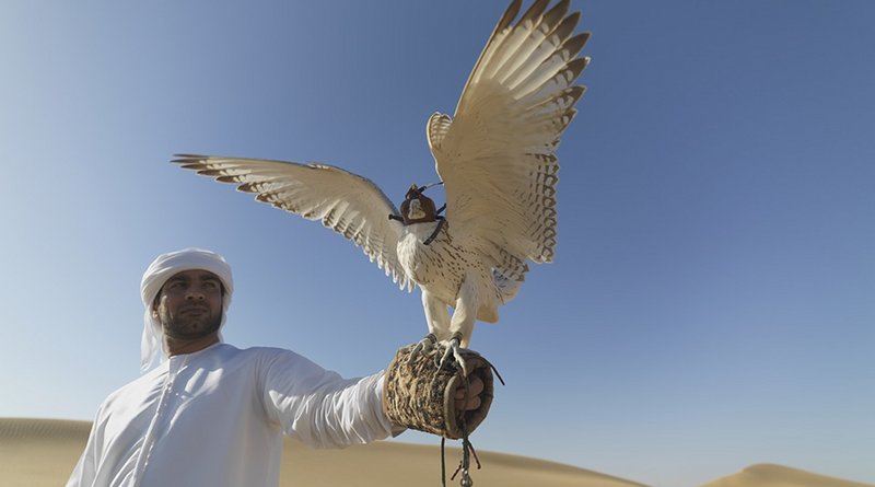 falcon bird desert