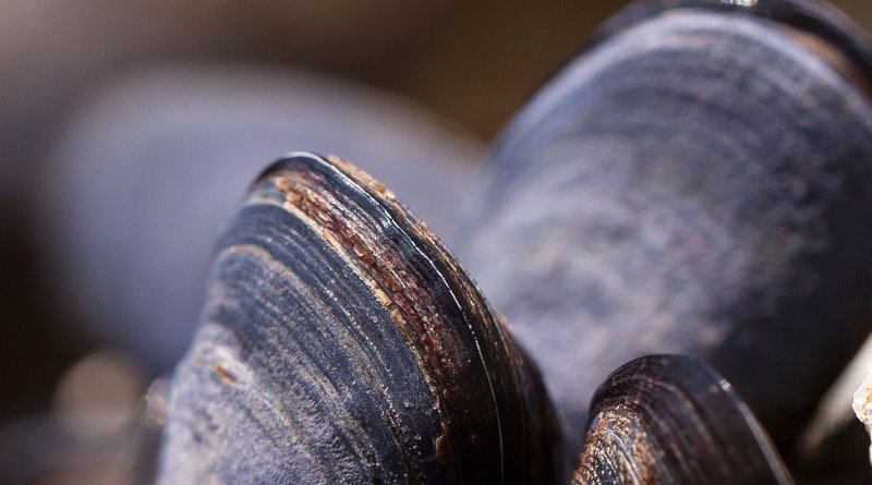 mussels shells