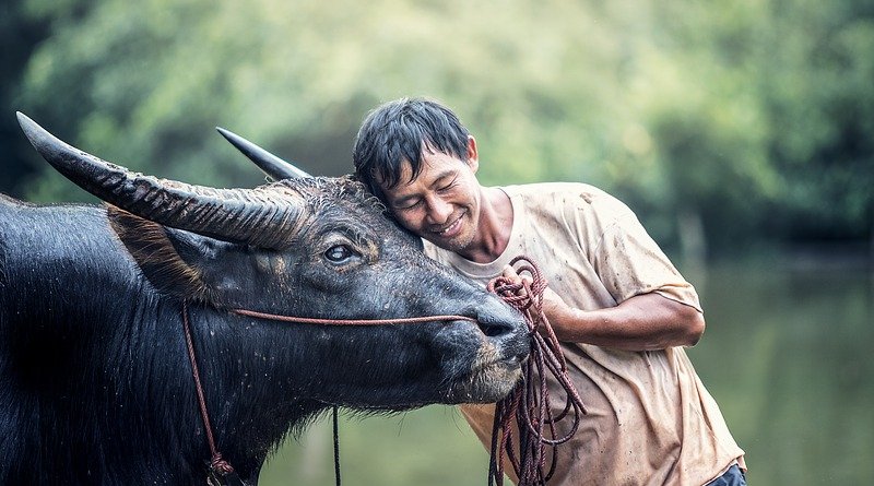 water buffalo cow man asia