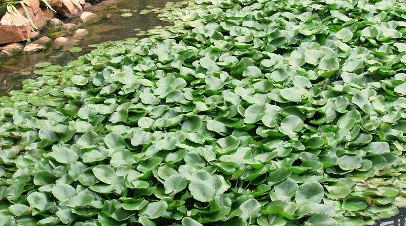 water hyacinth