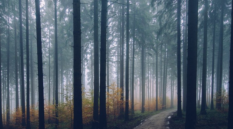 conifer trees forest path