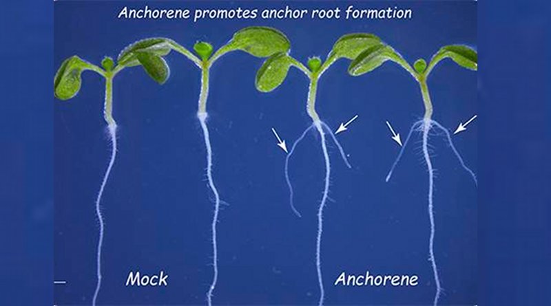 A newly identified metabolite that stimulates anchor root growth in Arabidopsis plants may have potential applications in promoting plant growth in nutrient-deficient soils. The two plants treated with anchorene (right) show anchor root formation while untreated plants do not show anchor root formation.© 2019 KAUST