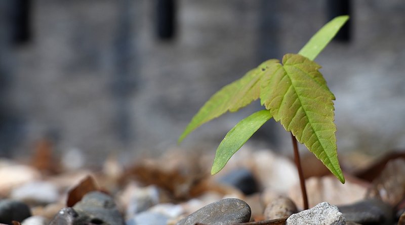 tree seedling