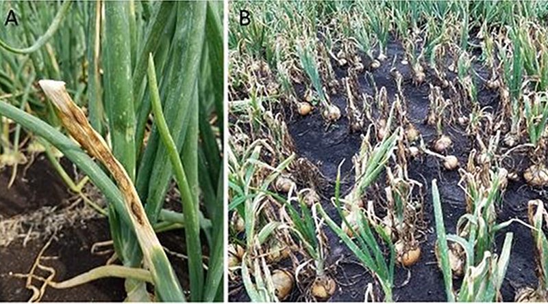 A, Stemphylium leaf blight (SLB) lesion on an onion leaf. B, An SLB disease focus in a commercial onion field in New York. CREDIT Frank S. Hay, Sandeep Sharma, Christy Hoepting, David Strickland, Karen Luong, and Sarah J. Pethybridge