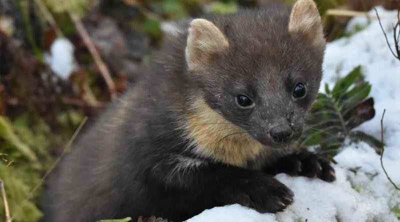 Pine marten in the snow in Northern Ireland woodland CREDIT Joshua Twining