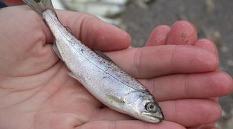 Chinook salmon smolt. Photo Credit: Rachel Johnson, NOAA Fisheries/University of California, Davis