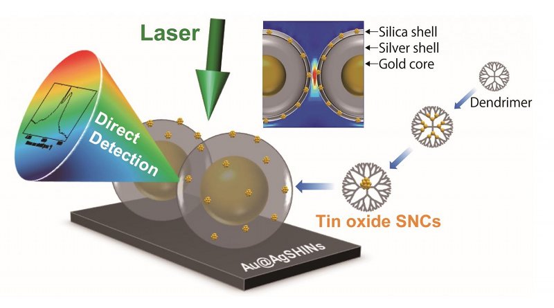 Tin oxide SNCs finely prepared by a dendrimer template method are loaded on the thin silica shell layers of plasmonic amplifiers, such that the Raman signals of the SNCs are substantially enhanced to a detectable level. The strength of the electromagnetic fields generated due to the surface plasmon resonance properties of the Au or Ag nanoparticles decays exponentially with distance from the surface. Therefore, a rational interfacial design between the amplifiers and SNCs is the key to acquiring strong Raman signals. CREDIT Science Advances