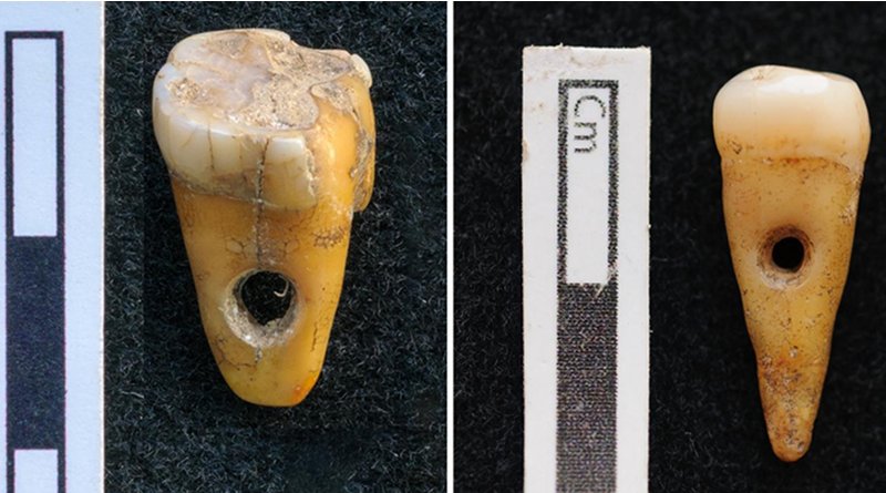 The two drilled 8,500-year-old human teeth found at Çatalhöyük in Turkey. CREDIT University of Copenhagen