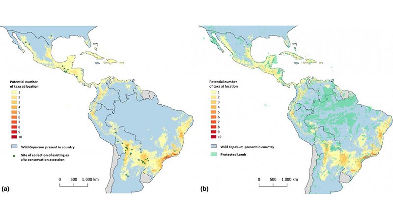 These maps show the distribution of wild chile pepper taxa across the Americas. Green dots on the left map shows where wild species have been collected and stored in gene banks. The map on the right shows where species occur in comparison to protected areas. CREDIT Khoury et al.