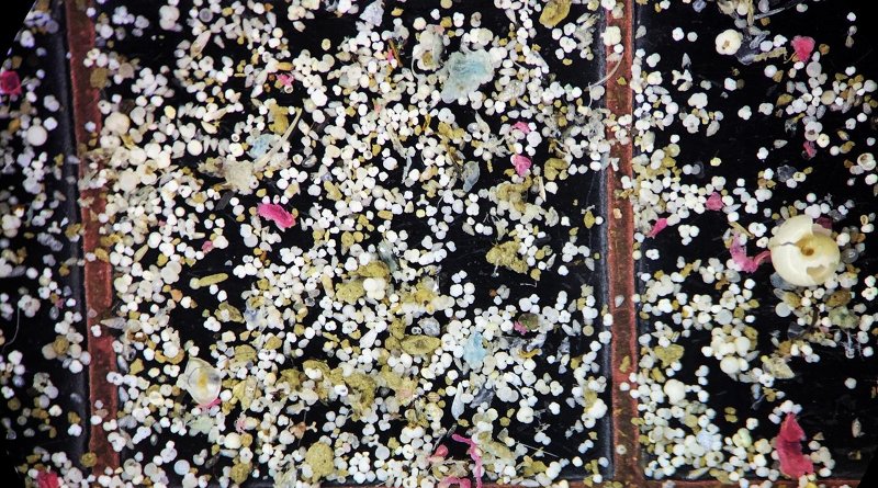 These colorful spots are tiny foraminifera shells taken from the mud of core samples as seen under a microscope. CREDIT NOAA