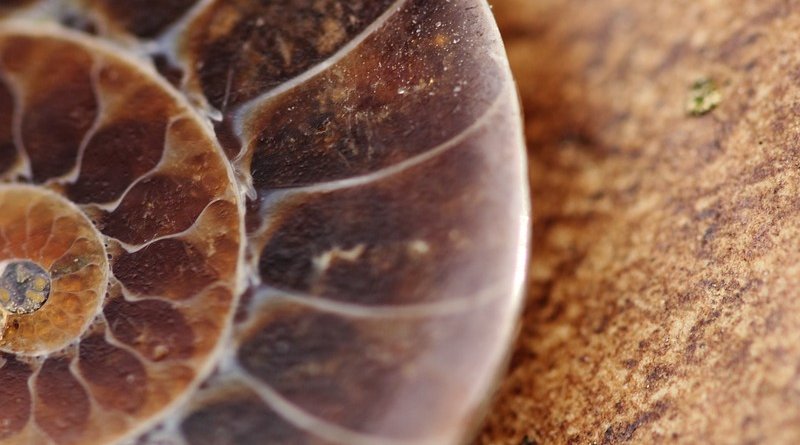 fossil shell snail